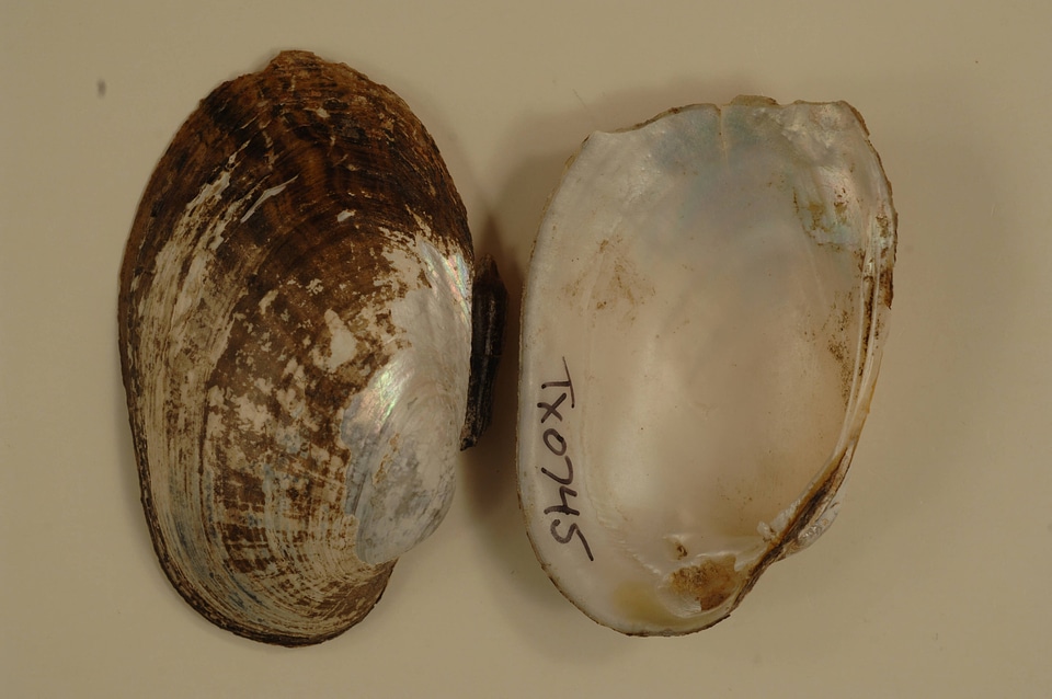 Lampsilis bracteata-4