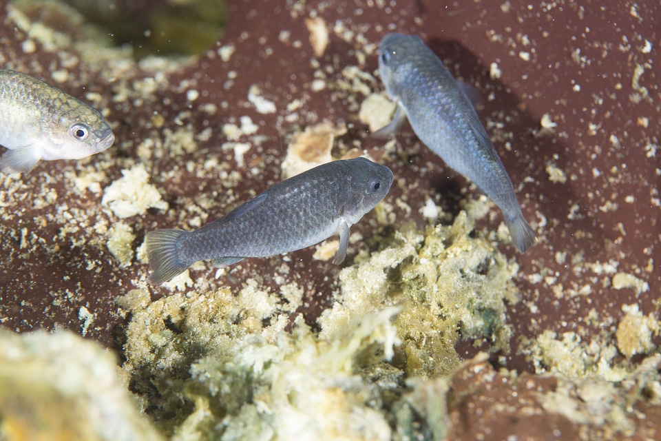 Captive Devils Hole pupfish-2