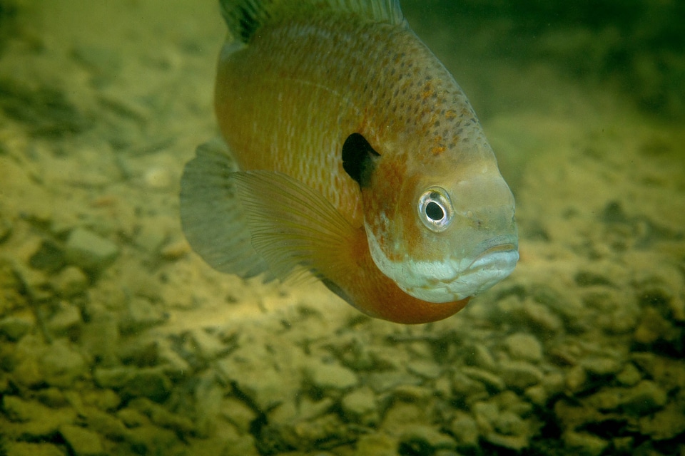 Bluegill on nest-1