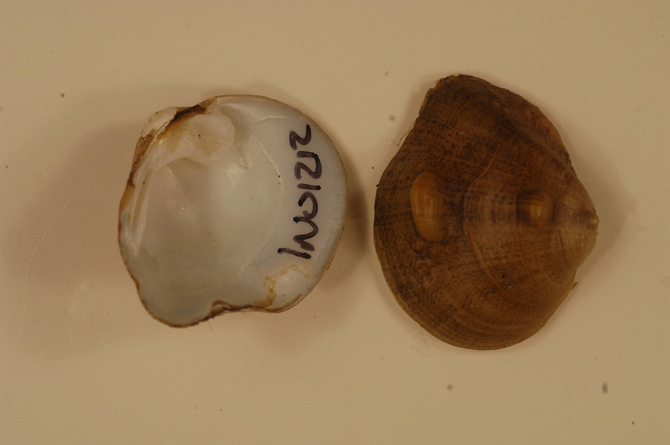 Obliquaria reflexa-1