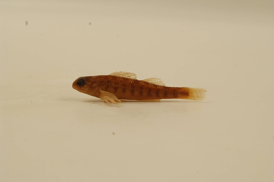 Etheostoma simoterum-2