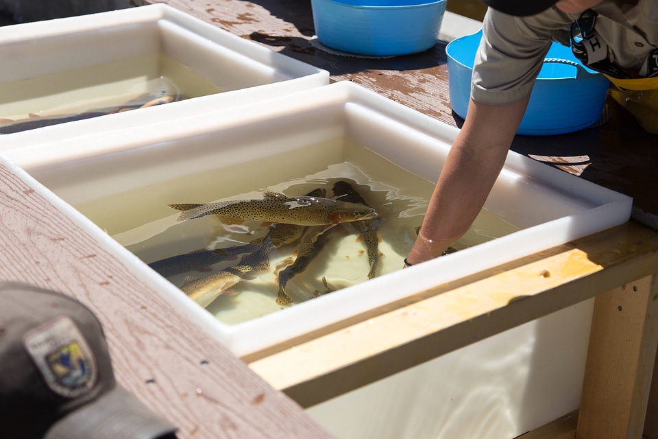 Biologist spawning trout