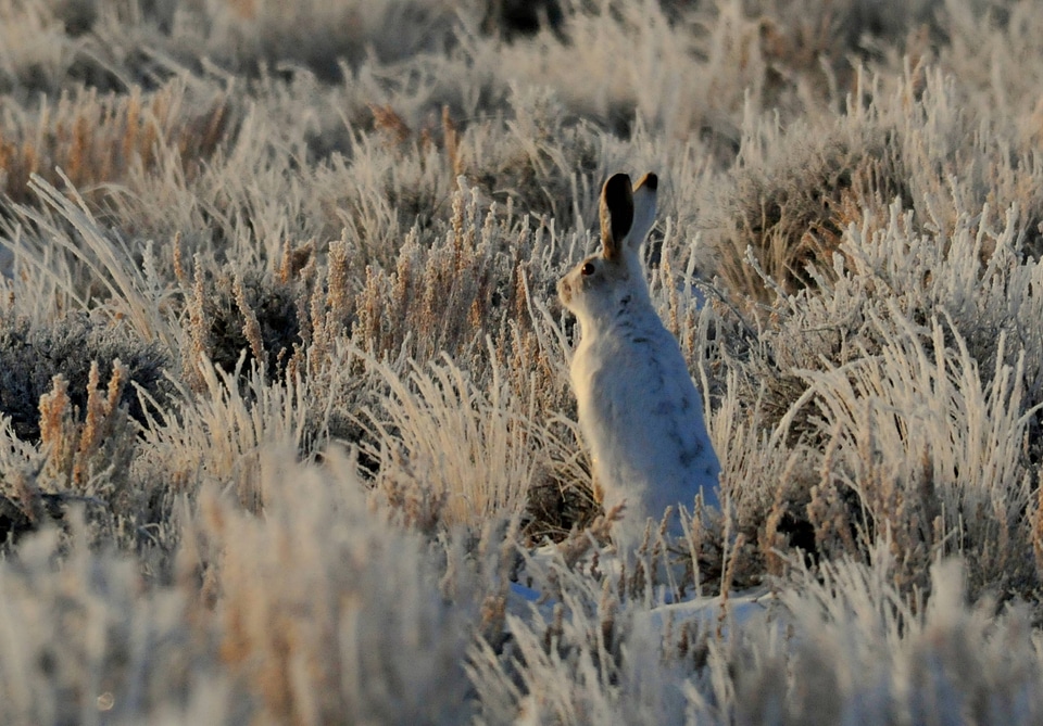 White-tailed Jackrabbit