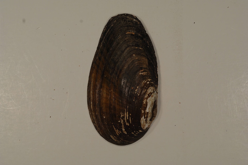 Villosa taeniata (outside)