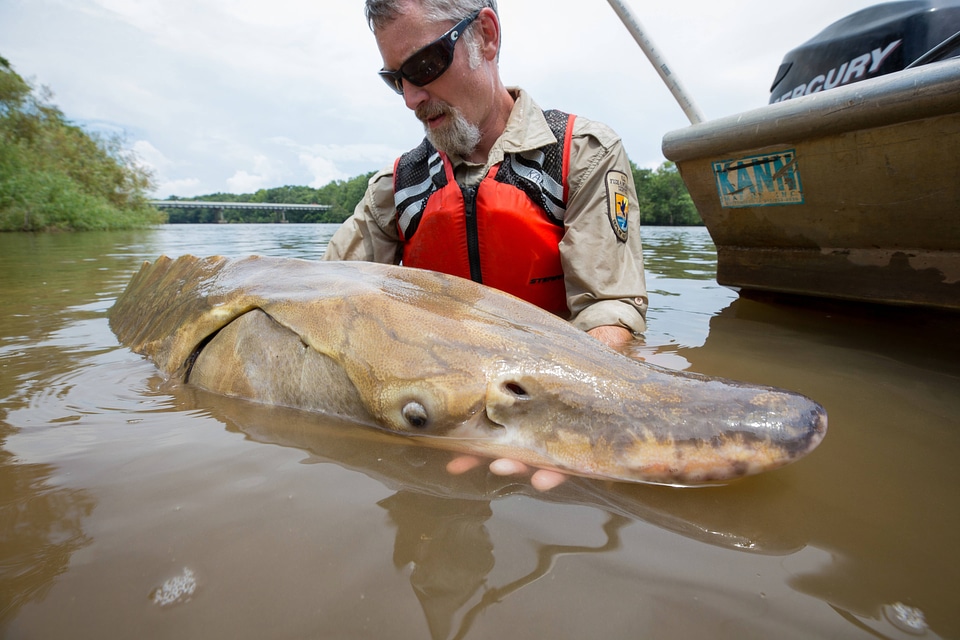 Biologist shows front view of Gulf sturgeon in river-2