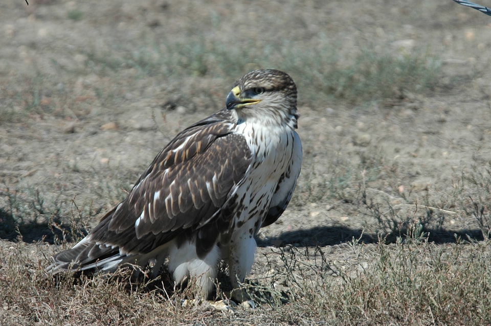Ferruginous hawk-1