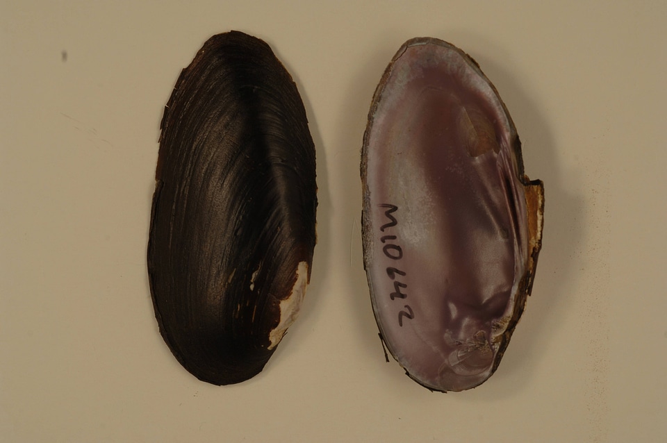 Elliptio dilatata-1