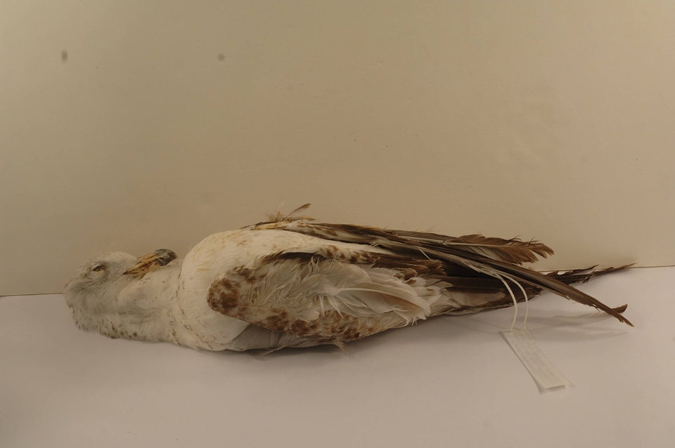 Larus delawarensis-1