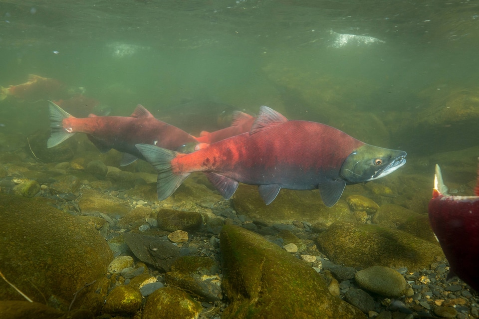  Sockeye Salmon-5