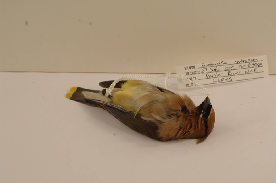 Bombycilla cedrorum