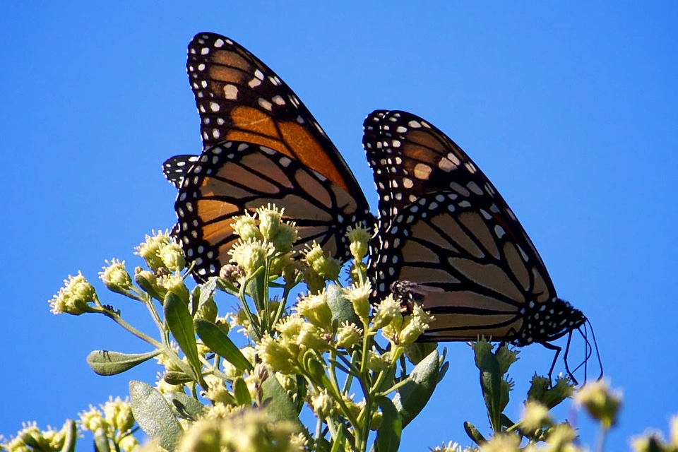 Monarch butterflies-1