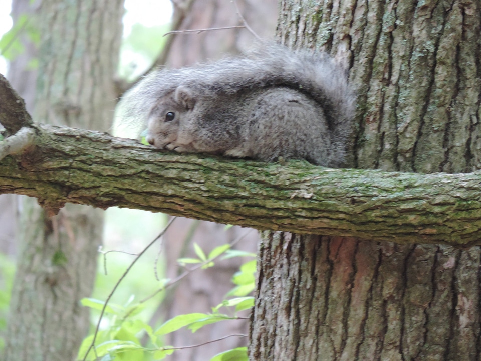Delmarva Peninsula fox squirrel-3