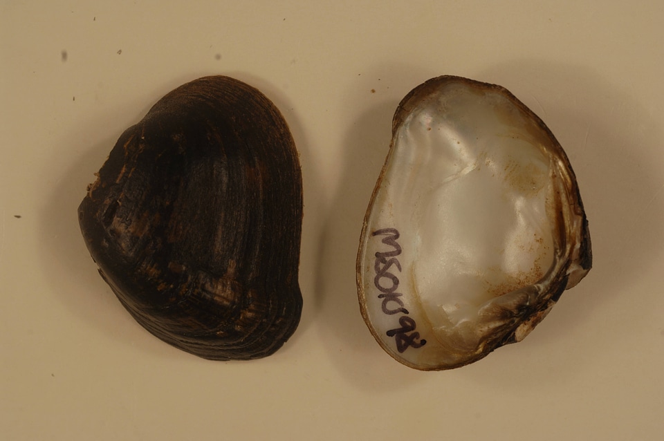 Epioblasma penita-3