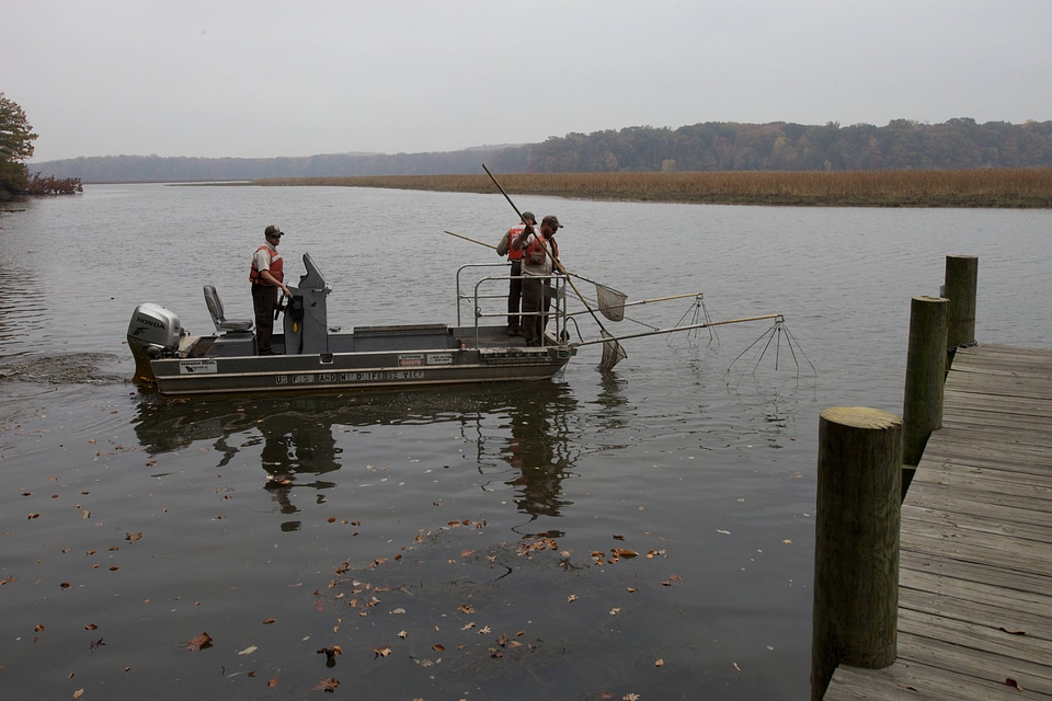 Electrofishing for Northern Snakehead-4