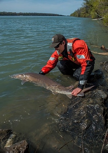 USFWS Fisheries workers releasing lake sturgeon-5