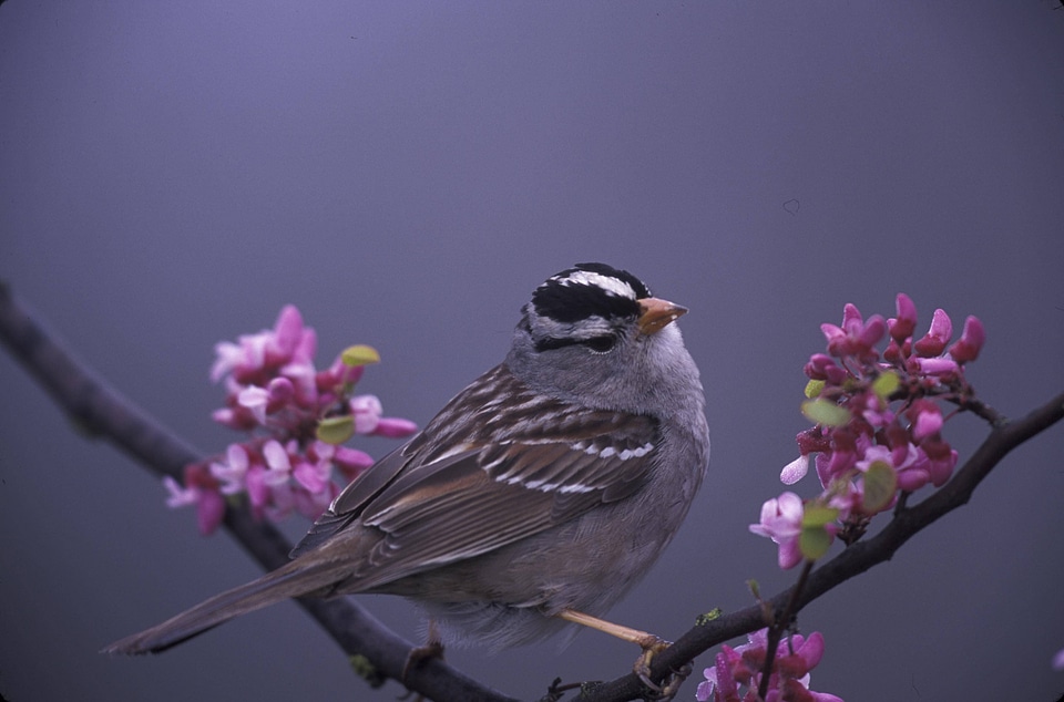 WO3763  White-crowned Sparrow