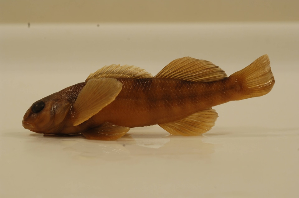 Etheostoma tetrazonum