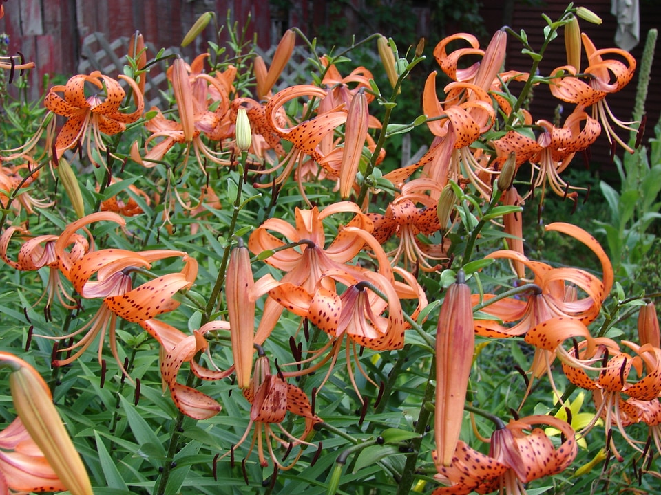 Flower orange garden