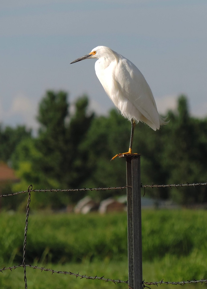 Snowy egret sits on the fence