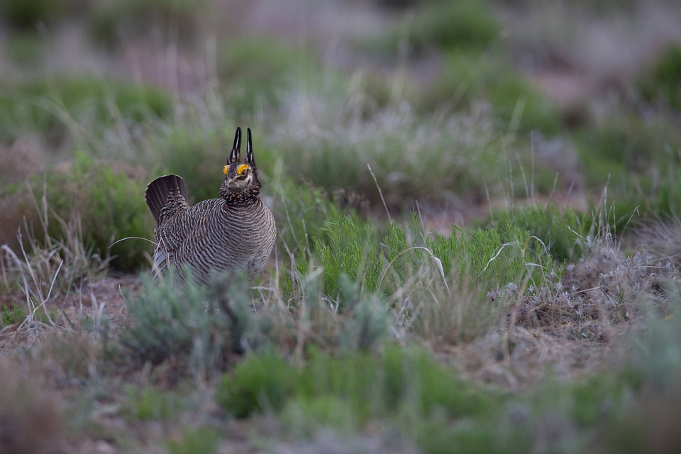 Lesser Prairie-Chicken-1