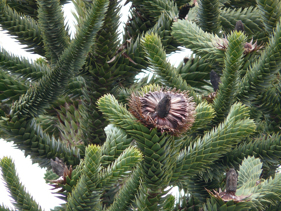 Branch branches araucaria