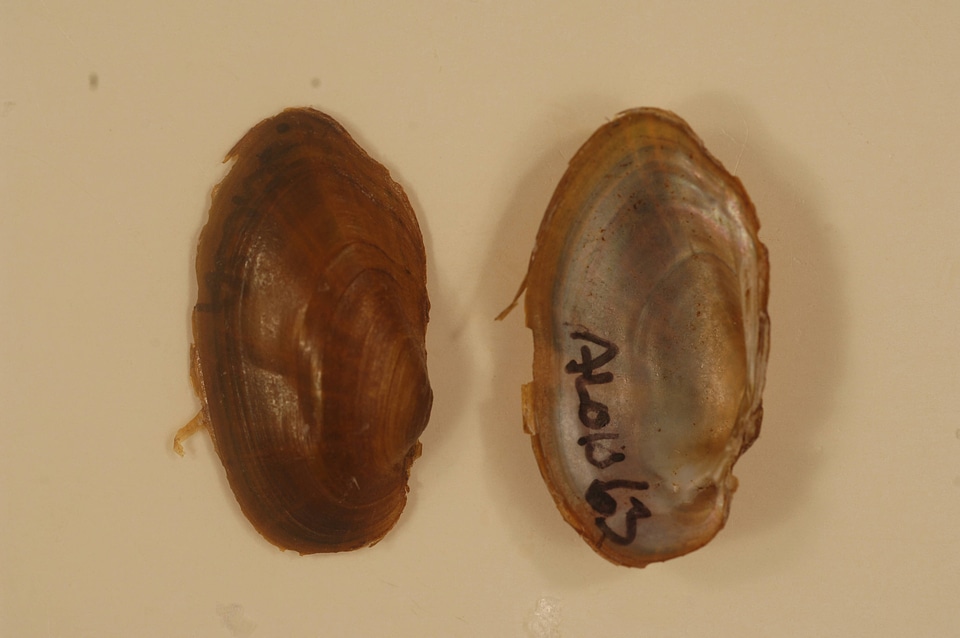 Hamiota australis-2