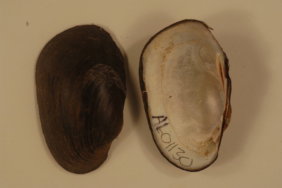 Villosa umbrans-1