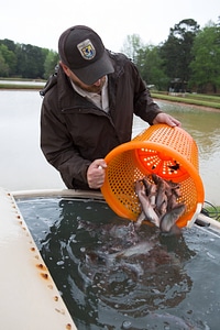 Staff at Warm Springs Hatchery capture channel catfish photo
