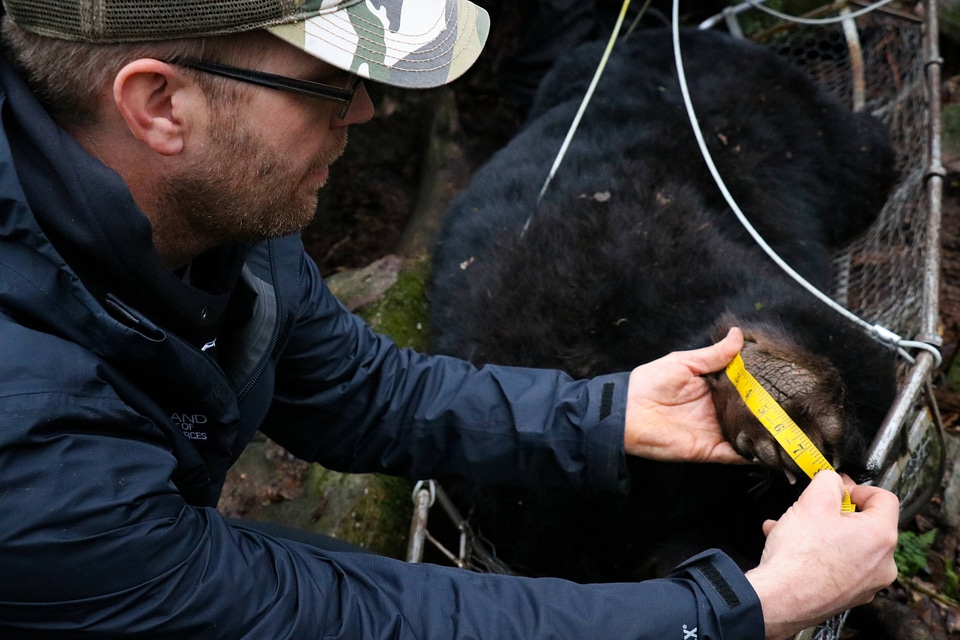 Measuring black bear paw