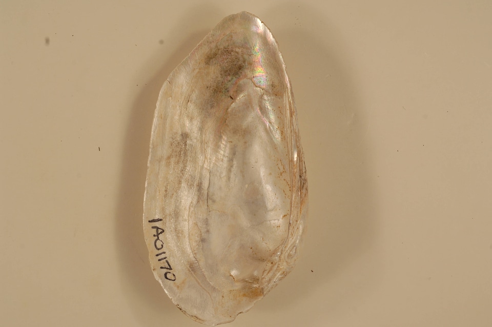 Lampsilis teres (inside)-3