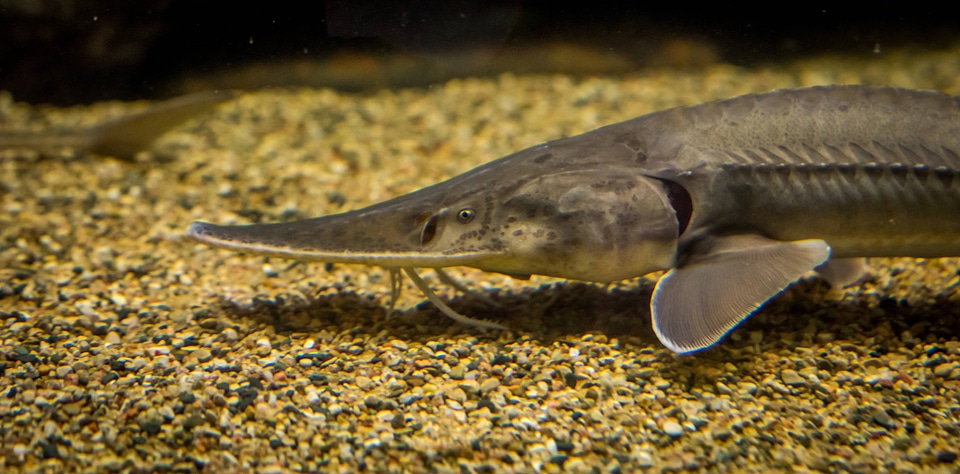 Pallid sturgeon-3