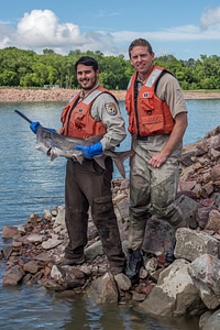 Fisheries workers releasing paddlefish-1