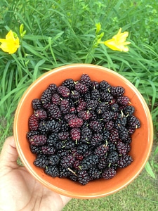 Fruit mulberry food photo