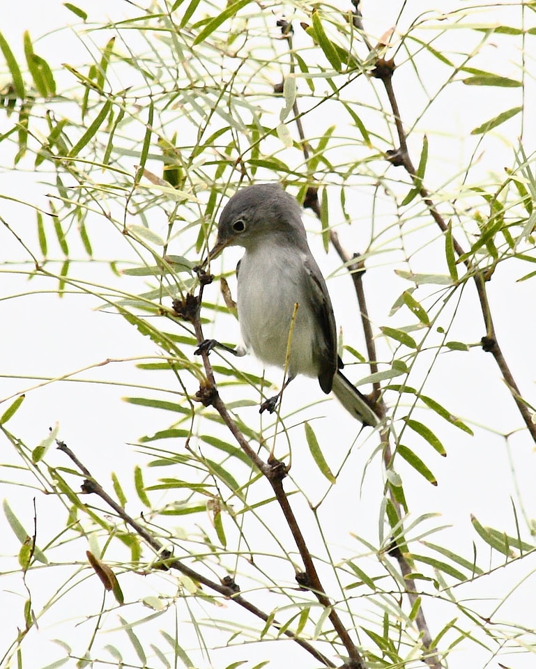 Blue-gray Gnatcatcher