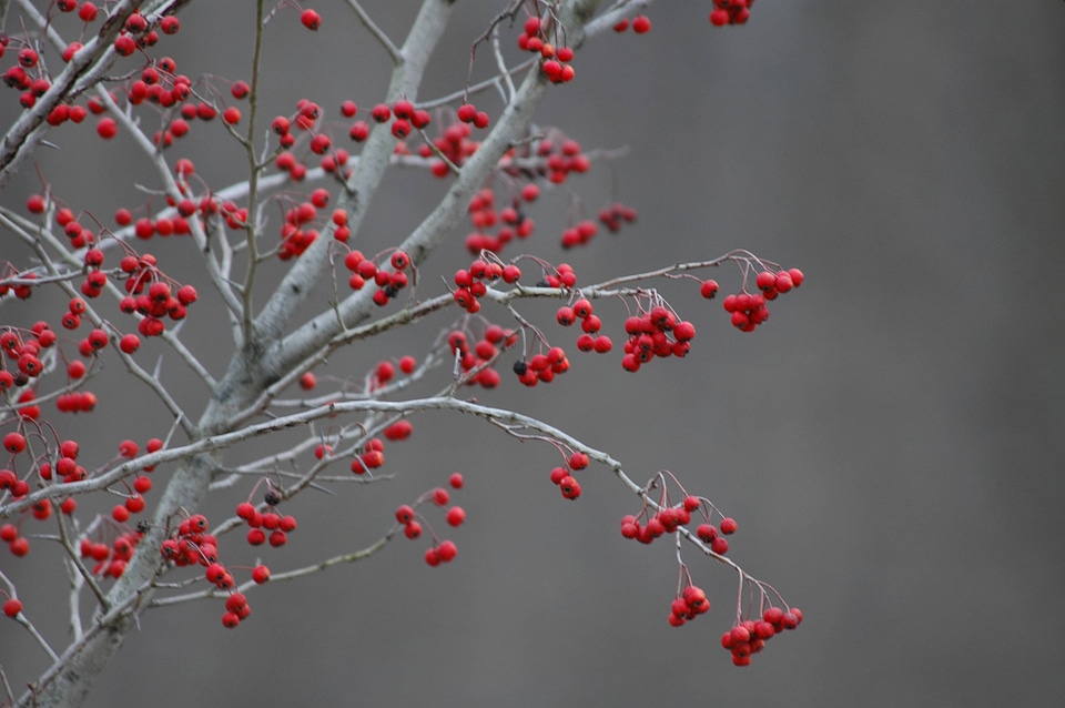 Hanging red berries