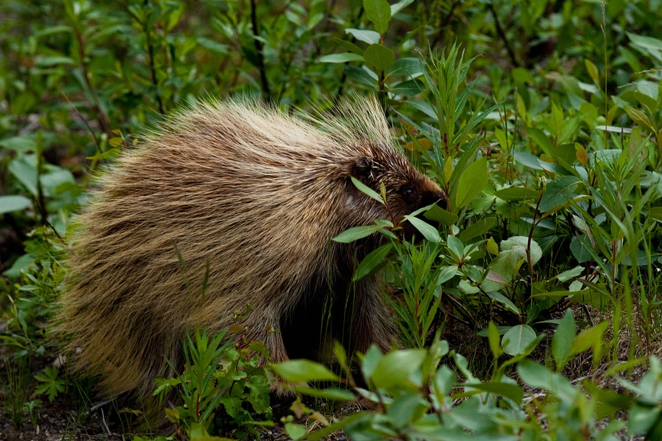 North American porcupine