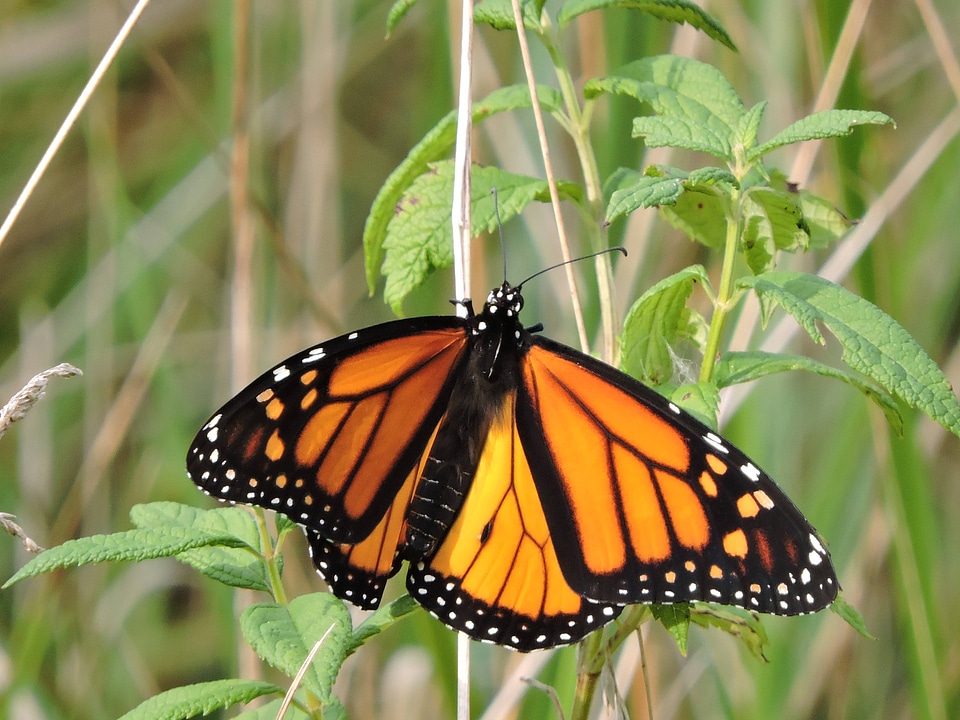 Monarch butterfly-2