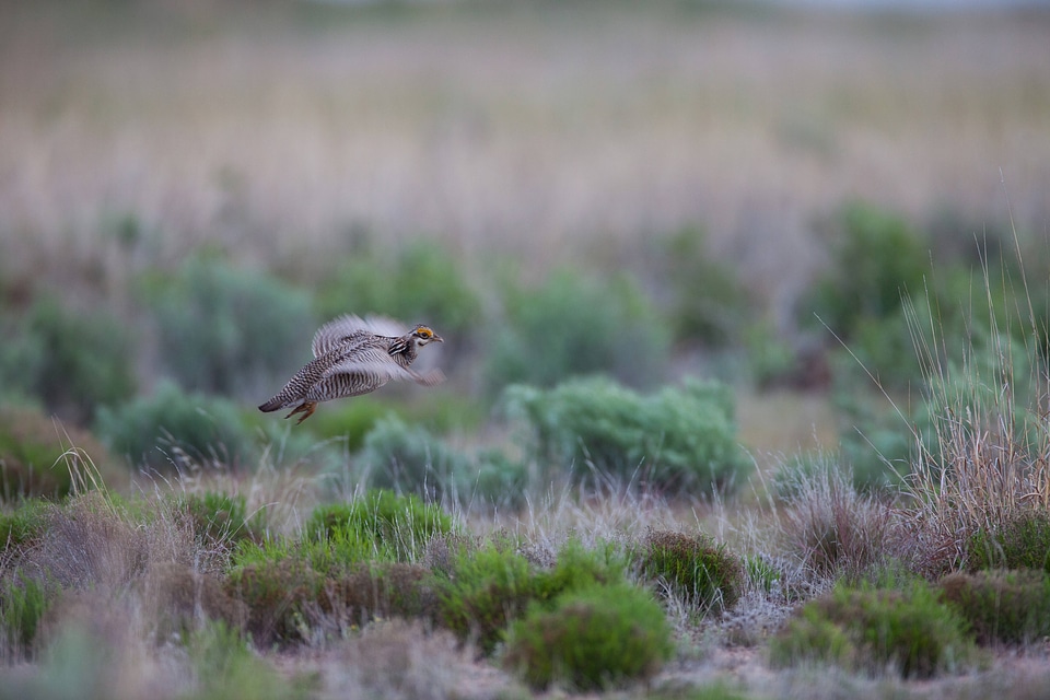 Lesser Prairie-Chicken-1