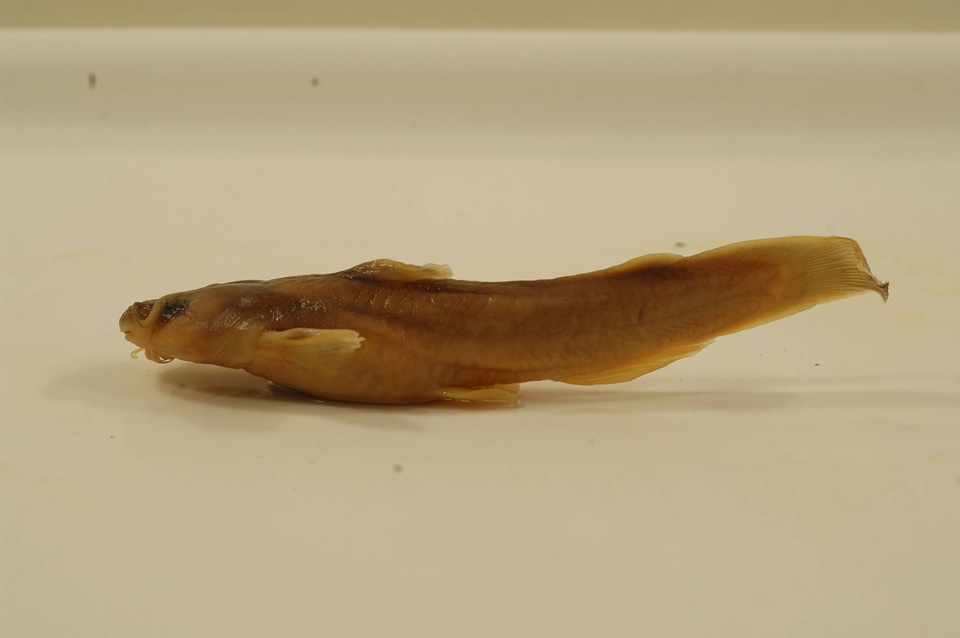 Noturus flavus-1