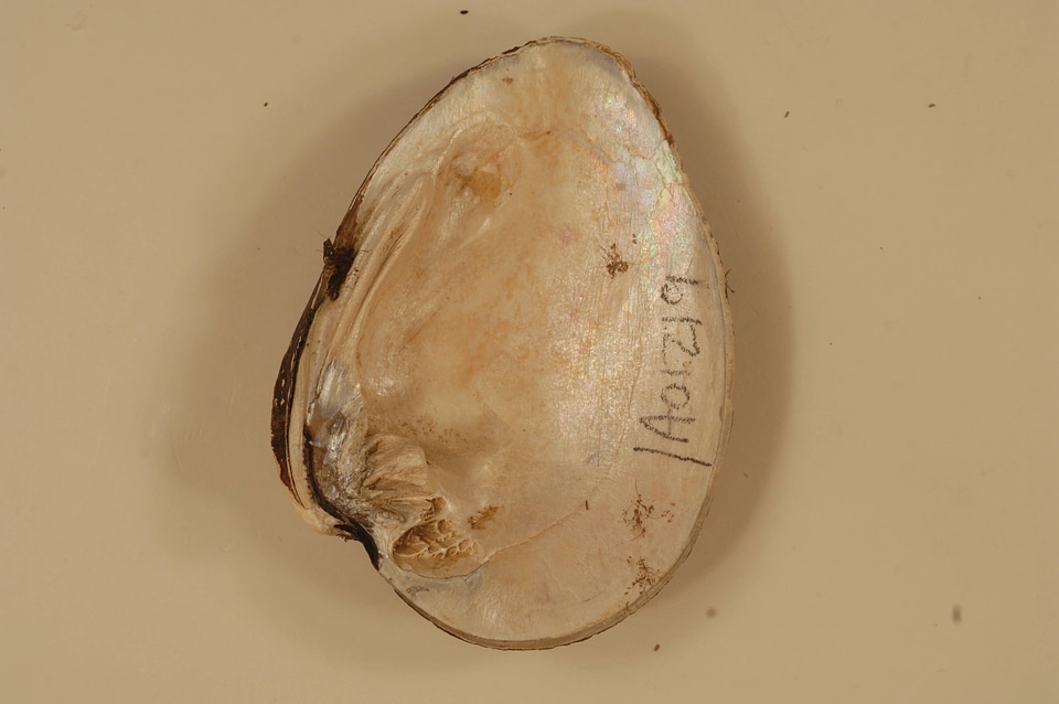 Ellipsaria lineolata (inside)