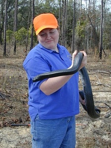 Eastern indigo snake photo