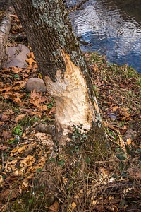 Beaver marks at base of tree