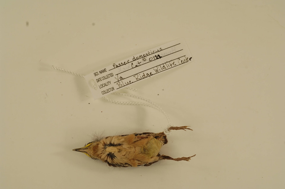Passer domesticus