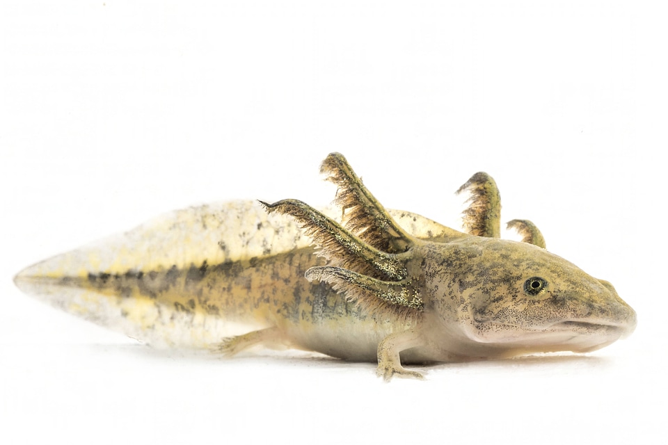 Eastern tiger salamander larvae-2