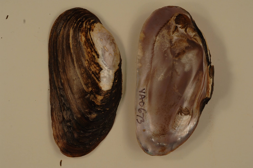 Elliptio dilatata-1