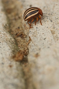 Colorado potato beetle-3