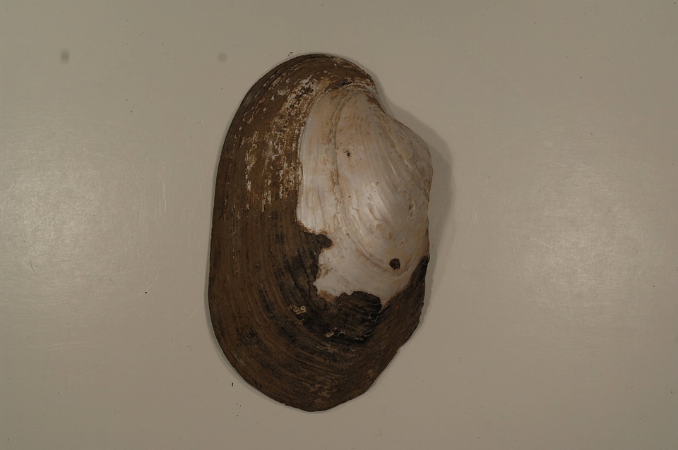 Potamilus purpuratus (outside)