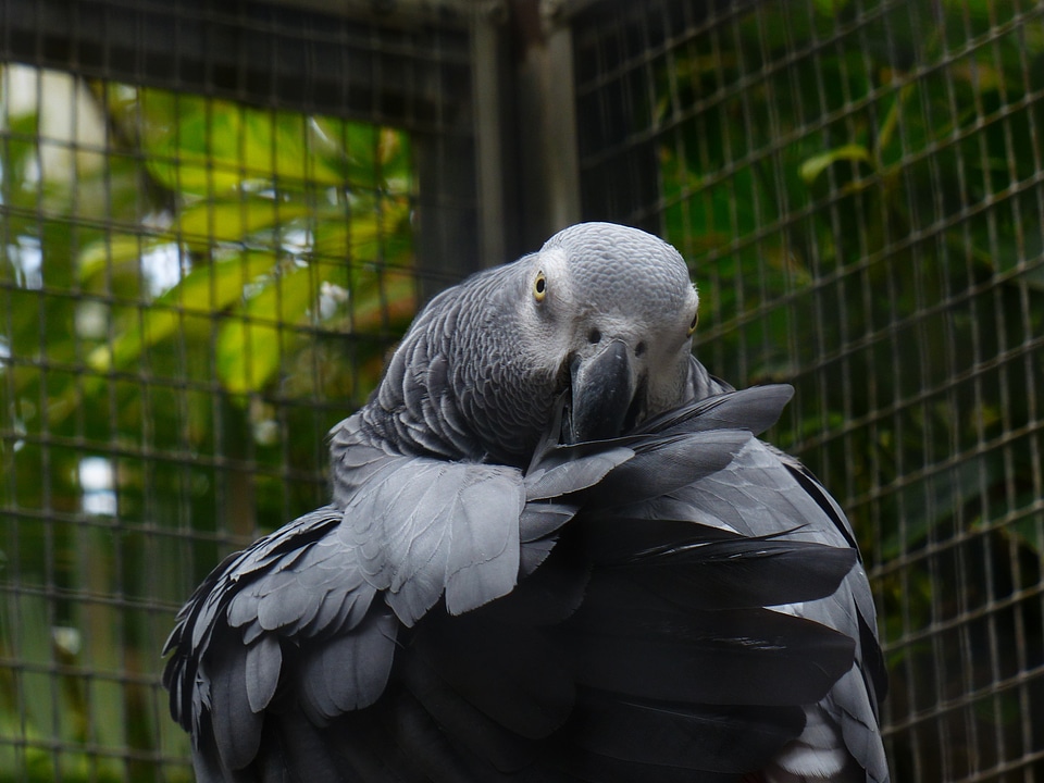 African grey parrot clean plumage