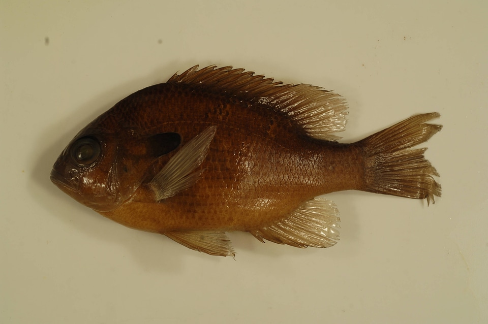Lepomis megalotis-2