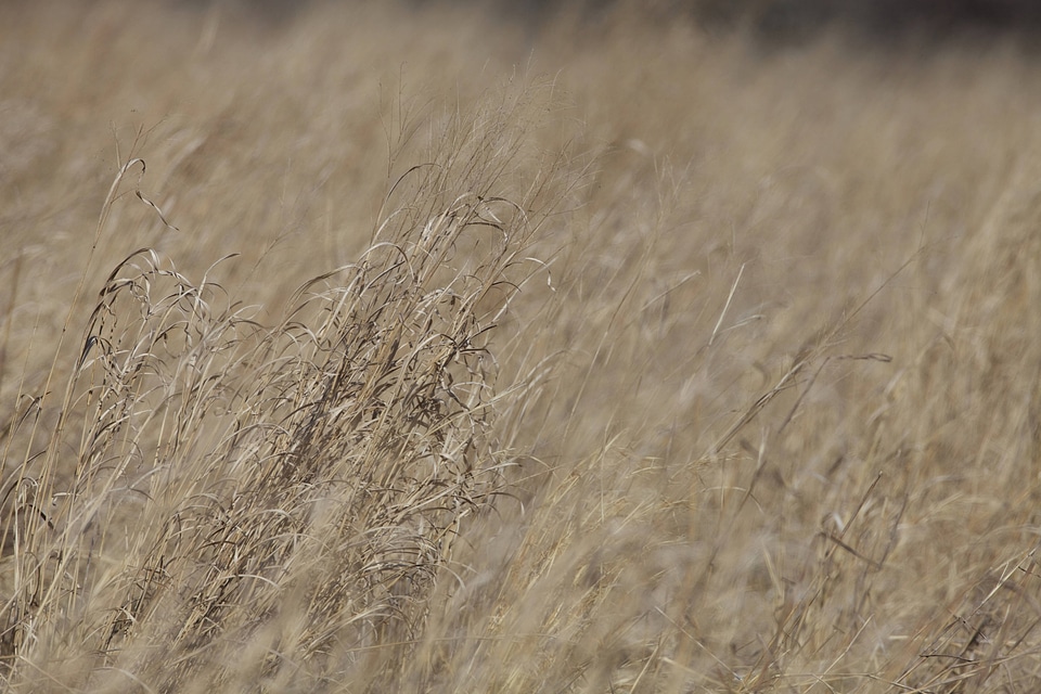 Prescribed burn field